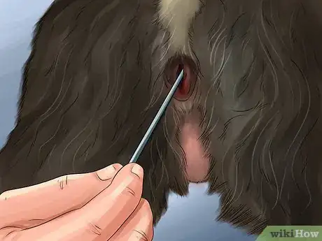 Image intitulée Know if Your Female Dog Is Ready to Breed Step 6