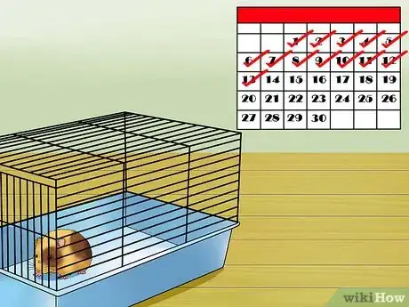 Image intitulée Know when Your Hamster Is Pregnant Step 12