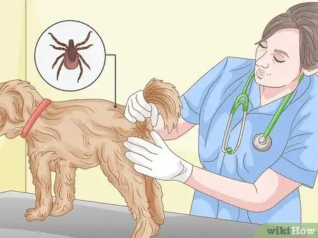 Image intitulée Remove a Tick from a Dog Without Tweezers Step 10