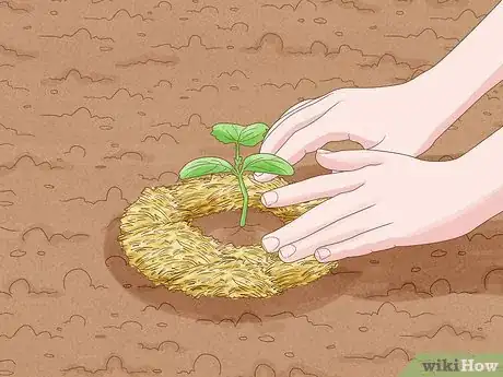Image intitulée Grow Cucumbers Step 14