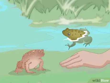 Image intitulée Raise Frogs Step 17