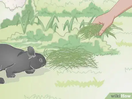 Image intitulée Feed a Wild Rabbit Step 2