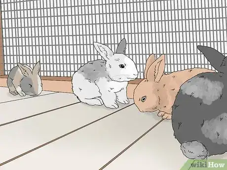 Image intitulée Care for a Rabbit Step 18
