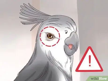 Image intitulée Understand Cockatiel Gestures Step 4