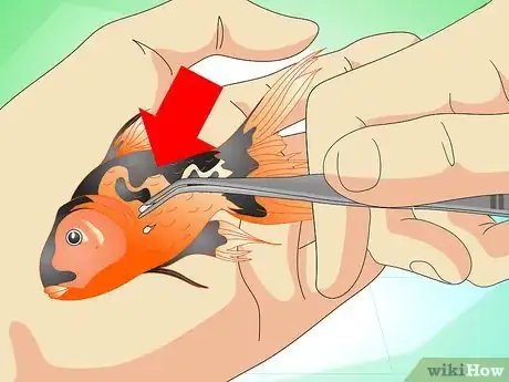 Image intitulée Save a Dying Goldfish Step 10