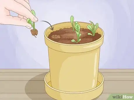 Image intitulée Grow Lettuce Indoors Step 5