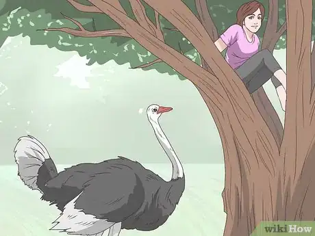 Image intitulée Survive an Encounter with an Ostrich Step 3