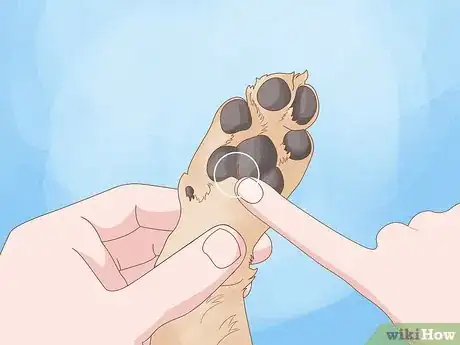 Image intitulée Stop a Dog from Licking Its Paws with Home Remedies Step 2