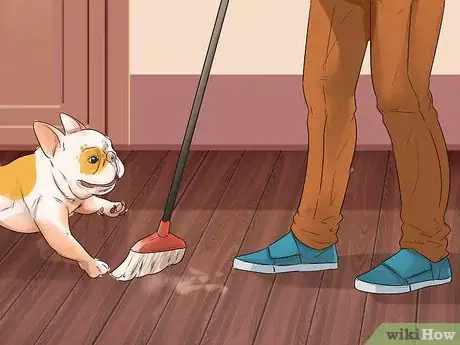 Image intitulée Train French Bulldogs Step 10