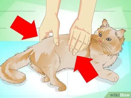Image intitulée Put Weight on a Cat Step 2