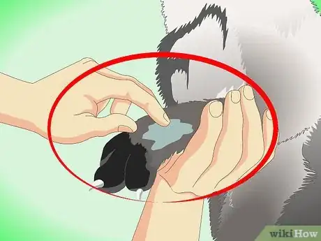 Image intitulée Get Rid of Dry Skin on Cats Step 10