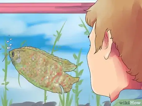 Image intitulée Breed Gouramis Step 14