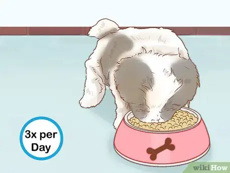 Image intitulée Care for a Shih Tzu Puppy Step 13