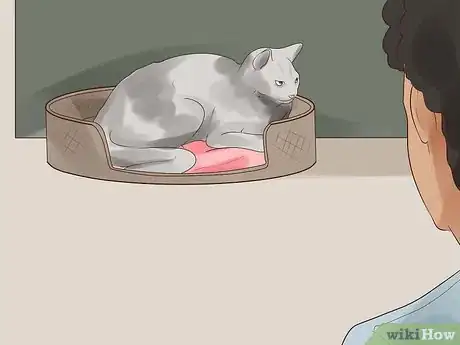 Image intitulée Know if Your Cat Is Dying Step 9