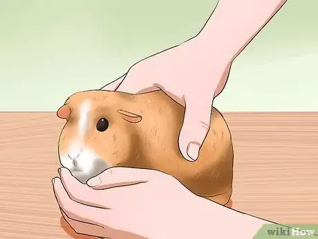 Image intitulée Tell if Your Guinea Pig Is Pregnant Step 4