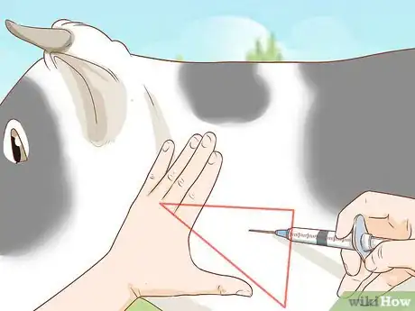 Image intitulée Give Cattle Injections Step 23