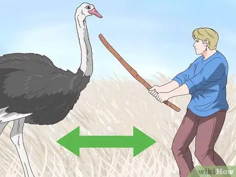 Image intitulée Survive an Encounter with an Ostrich Step 6