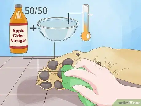 Image intitulée Stop a Dog from Licking Its Paws with Home Remedies Step 3