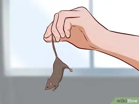 Image intitulée Care for Baby Mice Step 1