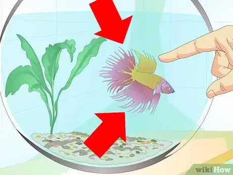 Image intitulée Care for a Betta Fish in a Vase Step 9