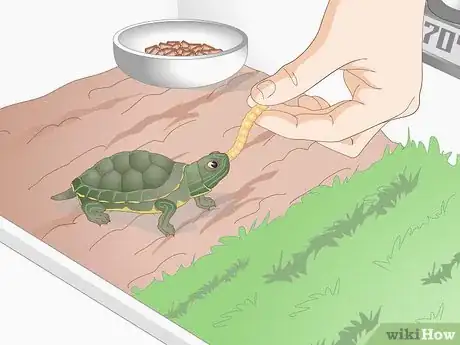 Image intitulée Feed Your Turtle if It is Refusing to Eat Step 5