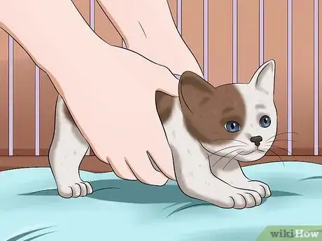 Image intitulée Make a Kitten Poop Step 7