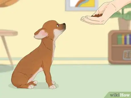 Image intitulée Potty Train a Chihuahua Step 1