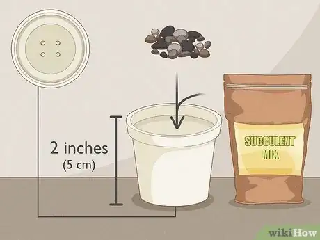 Image intitulée Propagate Succulents from Leaves Step 11