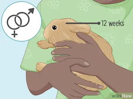 Image intitulée Care for a New Pet Rabbit Step 20