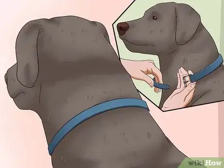 Image intitulée Kill Fleas on Dogs Step 5