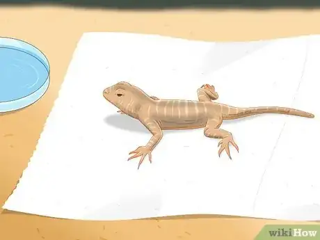 Image intitulée Take Care of Lizard Eggs Step 17