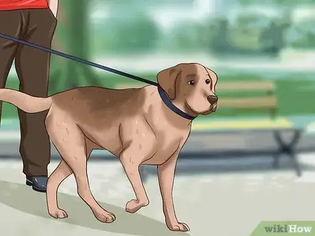 Image intitulée Get Dogs to Stop Barking Step 21