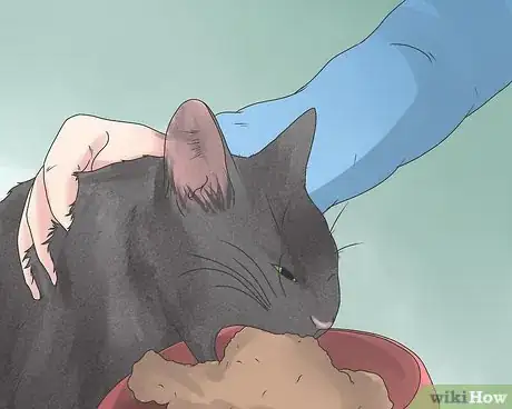 Image intitulée Care for an FIV Infected Cat Step 1