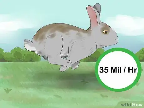 Image intitulée Catch a Pet Rabbit Step 9