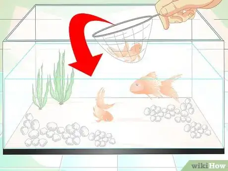 Image intitulée Keep Aquarium Water Clear Step 5