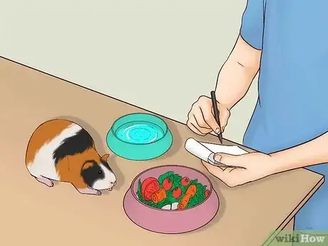 Image intitulée Care for a Pregnant Guinea Pig Step 8