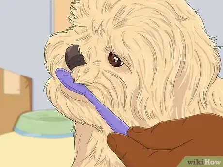 Image intitulée Take Care of a Shih Tzu Step 11