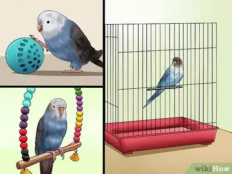 Image intitulée Play With Your Budgie Step 11
