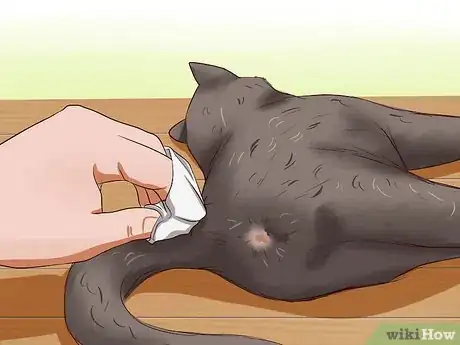 Image intitulée Clean Your Cat When He Can't Do It Himself Step 16