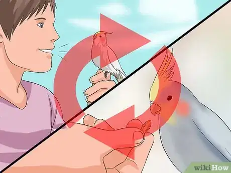 Image intitulée Train a Cockatiel to Talk Step 8