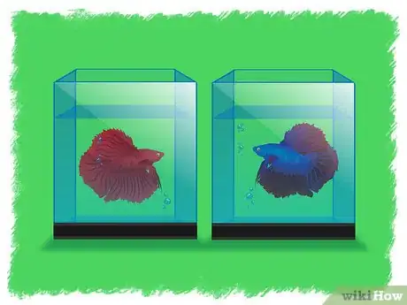 Image intitulée Breed Betta Fish Step 3