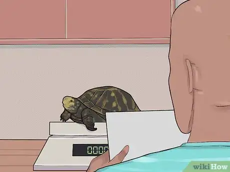 Image intitulée Care for a Hibernating Turtle Step 20