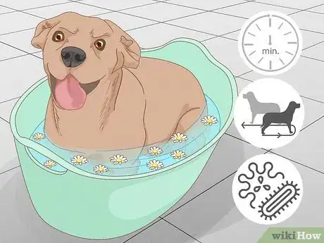 Image intitulée Stop a Dog from Licking Its Paws with Home Remedies Step 7