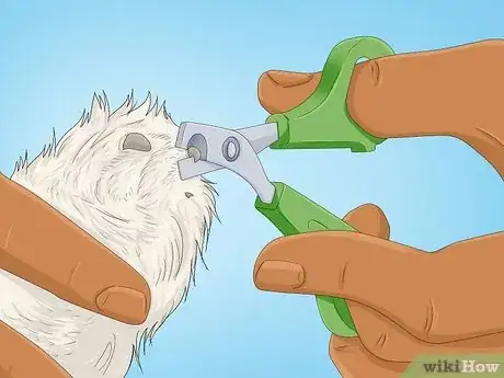 Image intitulée Take Care of a Shih Tzu Step 12