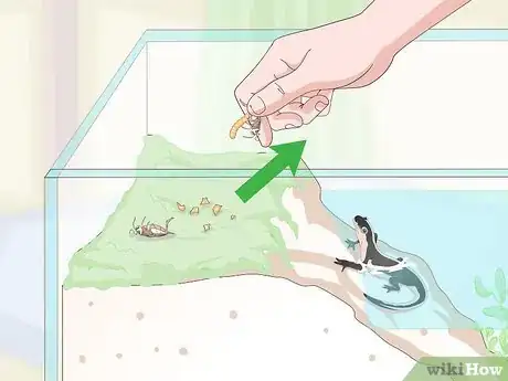 Image intitulée Care for Salamanders Step 17