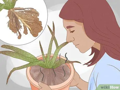 Image intitulée Why Does Your Aloe Plant Not Stand Up Step 11