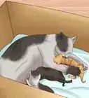 déplacer les chatons nouveaux nés