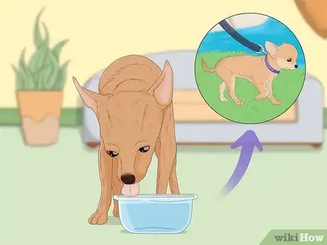 Image intitulée Potty Train a Chihuahua Step 5