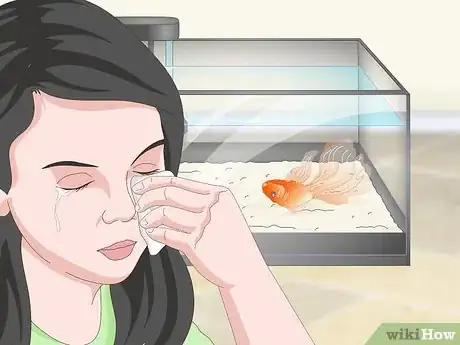 Image intitulée Know when Your Goldfish Is Dying Step 13