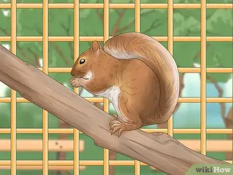 Image intitulée Keep a Pet Squirrel Step 10